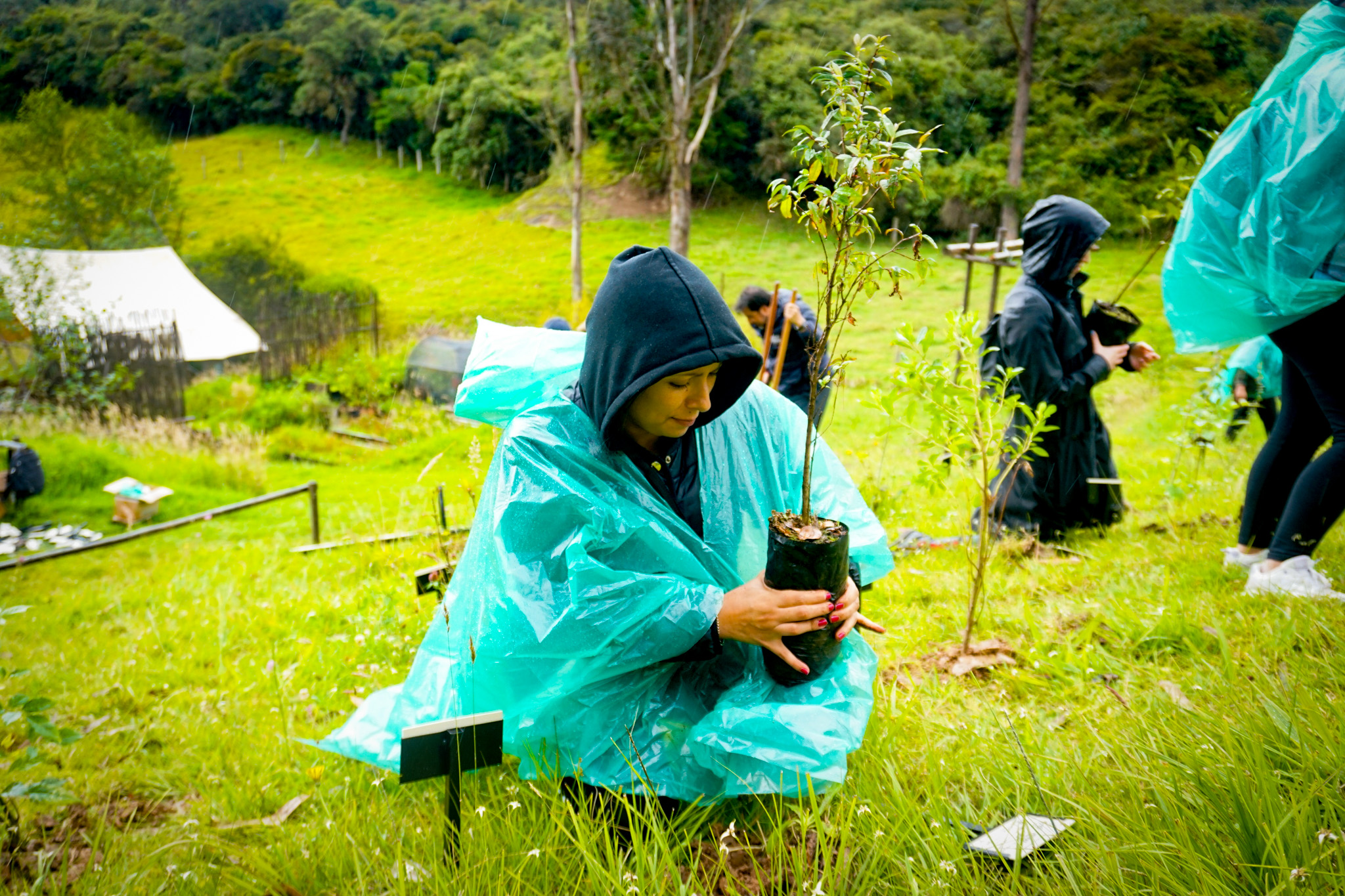 Corazón de Bogotá Reforestación