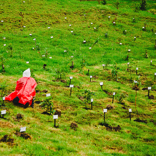 Bosque Corazón de Bogotá 207